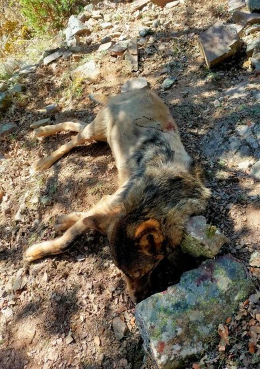 Hallado muerto lobo adulto. Foto JCYL