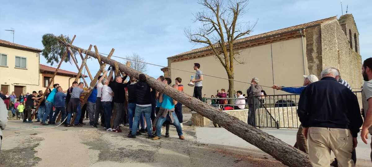 Tradición en la Pingada de Mayo de Bayubas de Arriba y Covaleda